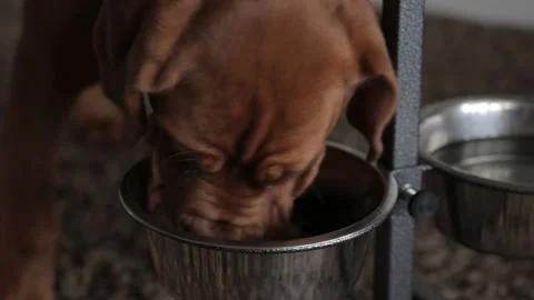 Dogue de Bordeaux eats special food from a metal bowl indoors. Purebred dog with Stock Footage 237684001