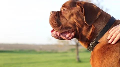 Dogue de bordeaux getting pet in sun Stock Footage 63075951