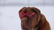 Dogue De Bordeaux With Heart Shaped Valentine Glasses Out While It Snows Stock Footage