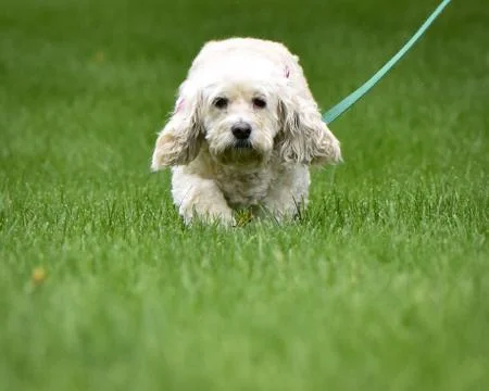 Dogwalking Stock Photos
