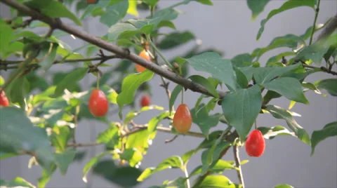 Dogwood berries Stock Footage 49653980