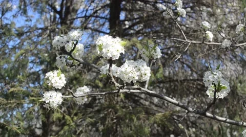 Dogwood Blossoms in Spring 스톡 동영상 63419535