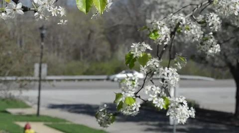 Dogwood Blossums in Spring Suburbs 스톡 동영상 63419224