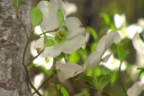 Dogwood Close Up Video stock 373672