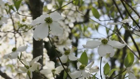 Dogwood Stock Footage 11019767