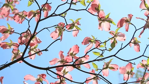 Dogwood Video stock 327545792