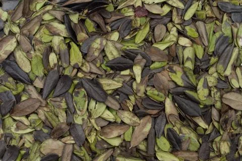 Dogwood Stock Photos