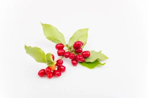 Dogwood Stock Photos