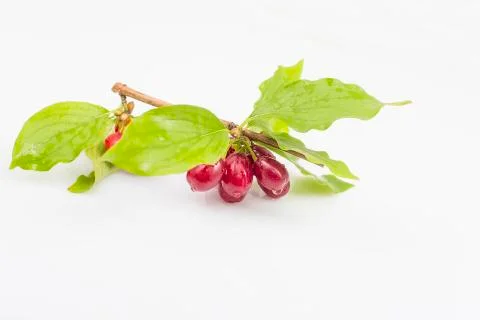 Dogwood Stock Photos