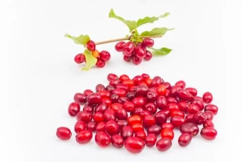 Dogwood Stock Photos