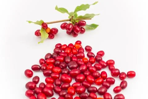 Dogwood Stock Photos