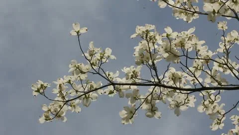 Dogwood pollination Video stock 11019765