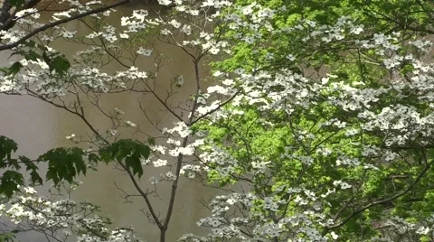 Dogwood in the spring over river Stock Footage 50053955