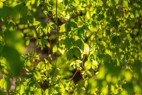 Dogwood tree with berries Stock Photos