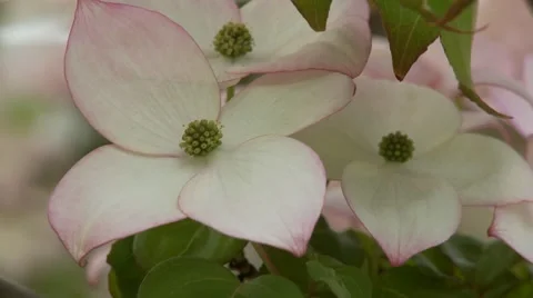 Dogwood Tree Blossoms Vídeos de archivo 47816860