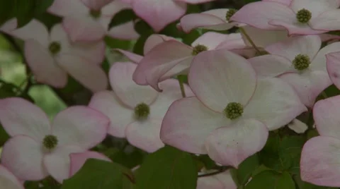 Dogwood Tree Blossoms 動画素材 47816952