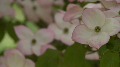 Dogwood Tree Blossoms Vídeo Stock 47817060