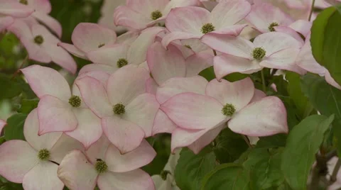 Dogwood Tree Blossoms 動画素材 47817068