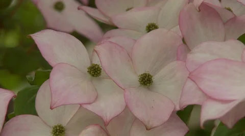 Dogwood Tree Blossoms Vídeos de archivo 47817099