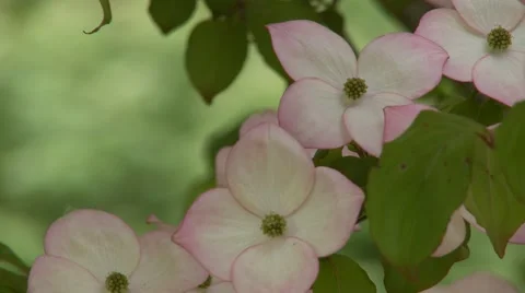 Dogwood Tree Blossoms 動画素材 47817154