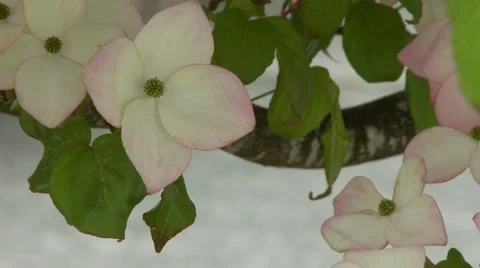 Dogwood Tree Blossoms Vídeo Stock 47817199