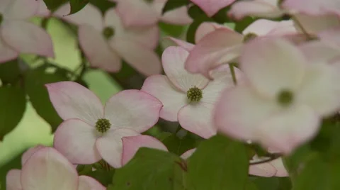 Dogwood Tree Blossoms 動画素材 47817309