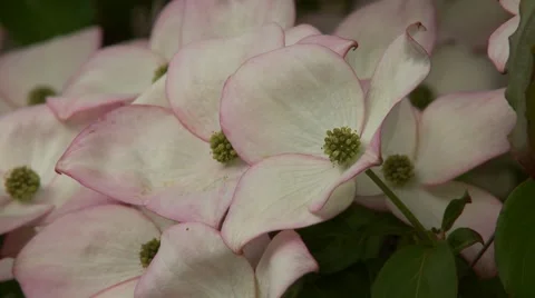 Dogwood Tree Blossoms 動画素材 47817424