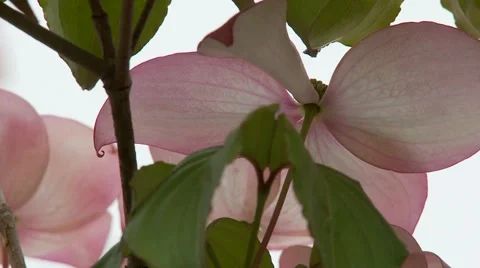 Dogwood Tree Blossoms Stock Footage 47817447