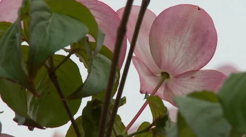 Dogwood Tree Blossoms Vídeos de archivo 47817508