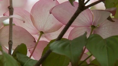 Dogwood Tree Blossoms Vídeos de archivo 47817524