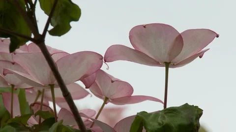 Dogwood Tree Blossoms Vídeo Stock 47817525