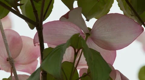 Dogwood Tree Blossoms 動画素材 47817573