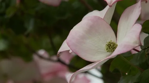 Dogwood Tree Blossoms 動画素材 47817625