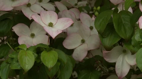 Dogwood Tree Blossoms Vídeo Stock 47817702