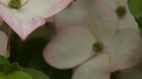Dogwood Tree Blossoms 動画素材 47817735