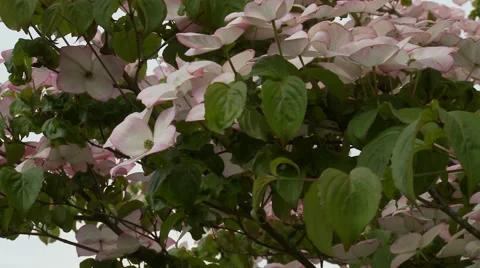 Dogwood Tree Blossoms Vídeos de archivo 47817892