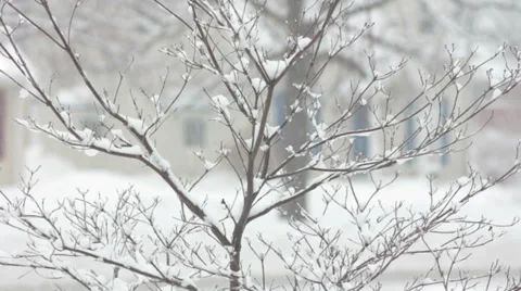 Dogwood tree covered in snow 스톡 동영상 34607012