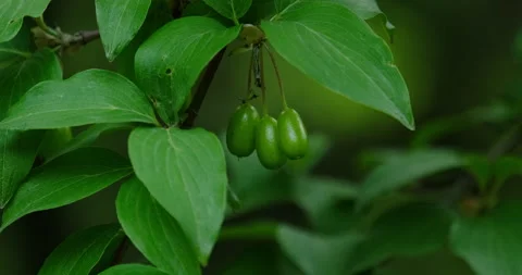 Dogwood tree Stock Footage 132346468