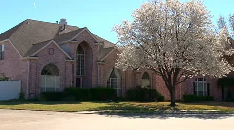 Dogwood Trees Blooming Stock Footage