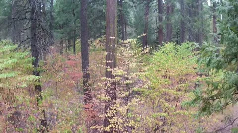 Dogwood trees in fall colors Stock Footage 12707242