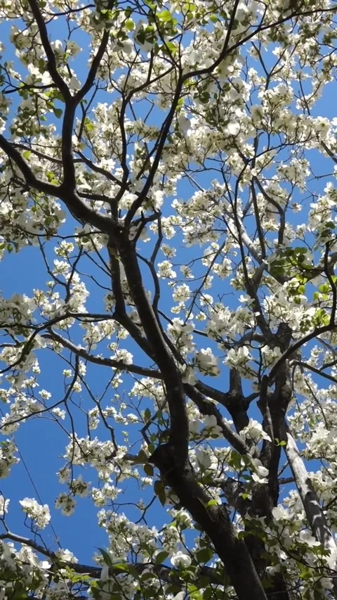 Dogwood Trees in Full Bloom Along the Riverside Promenade, Late Spring Landscape Видео 333545692