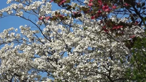 Dogwood Trees in Full Bloom Along the Riverside Promenade, Late Spring Landscape Видео 333545694