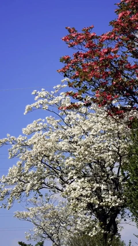 Dogwood Trees in Full Bloom Along the Riverside Promenade, Late Spring Landscape Видео 333545695