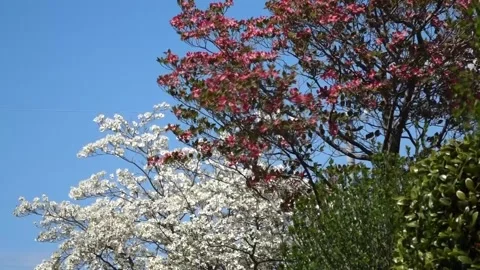 Dogwood Trees in Full Bloom Along the Riverside Promenade, Late Spring Landscape Video stock 333545696