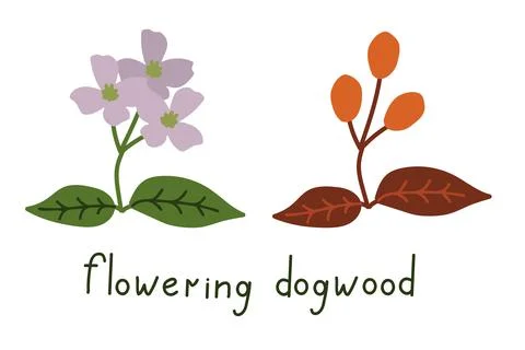 Dogwood vector flower Stock Illustration