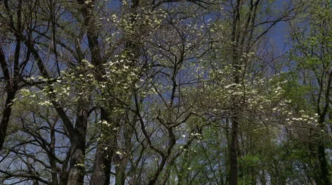 Dogwood in woods Stock Footage 22770168