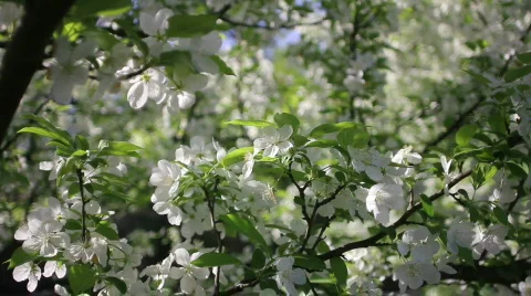 DogWoodTreeFlowers Stock Footage 809987