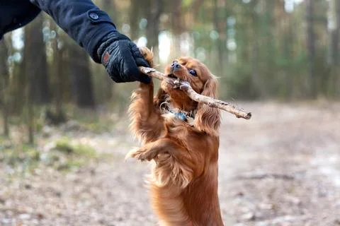 Doh with the stick Stock Photos