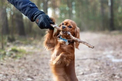 Doh with the stick Foto stock