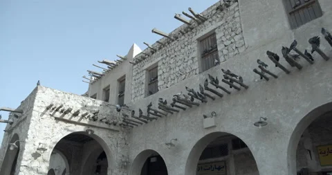 Doha, Qatar - Birds on a wall 2 Video stock 221562309